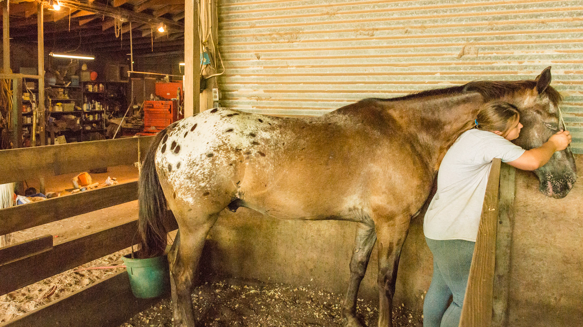 This girl caught this horse for me so I could photograph its' coat pattern.  No halter or lead is used. Breaking law 1, 2, and 3.