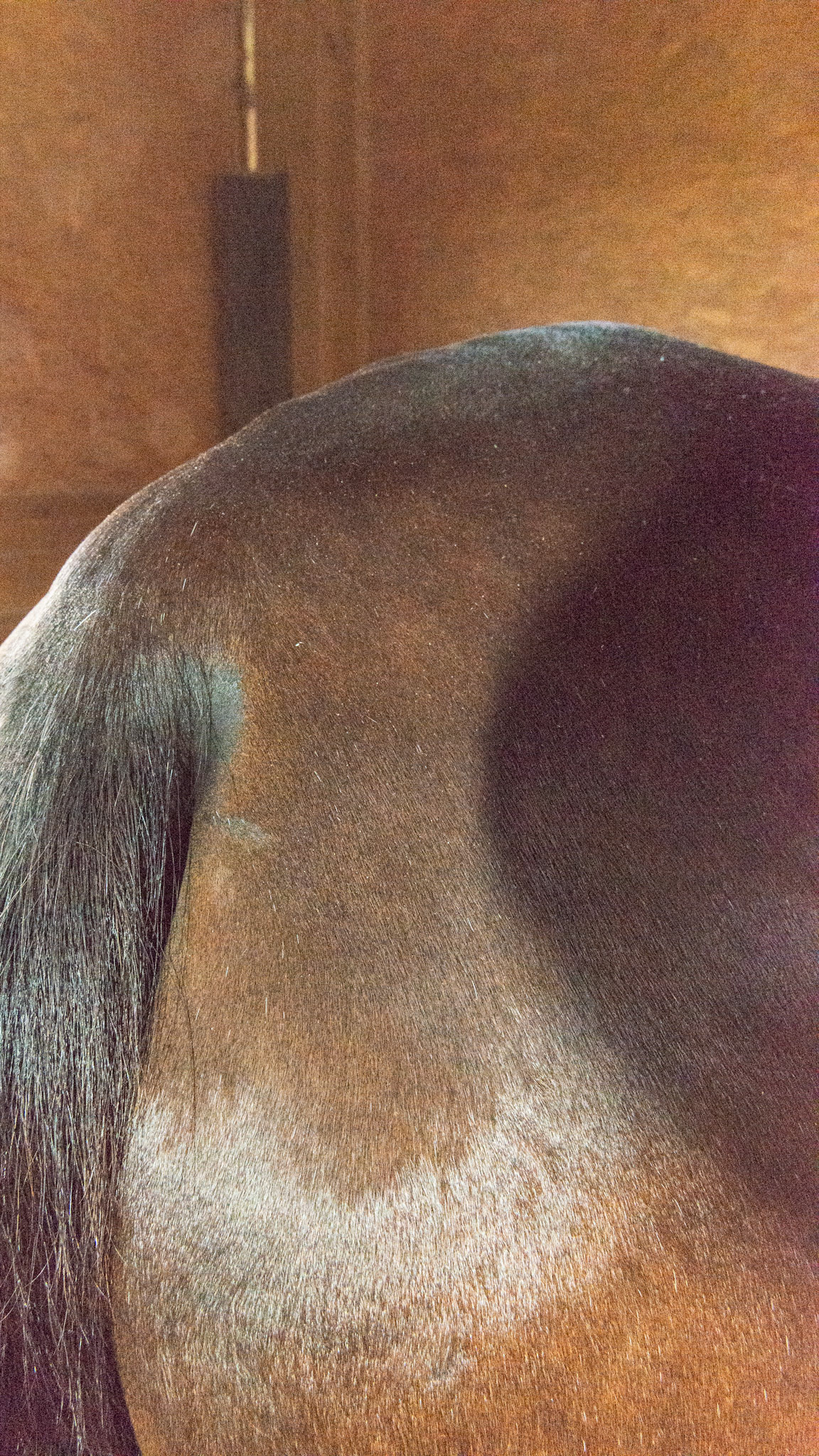 Top Line Score C = loss of musculature along the spine from the withers to before the rump (croup).  BCS 5 - Moderate ~ The spine and ribs cannot be seen but can easily be felt with a light touch.  The withers, shoulders, and neck are smooth and rounded.  Fat can be felt at the tail head.