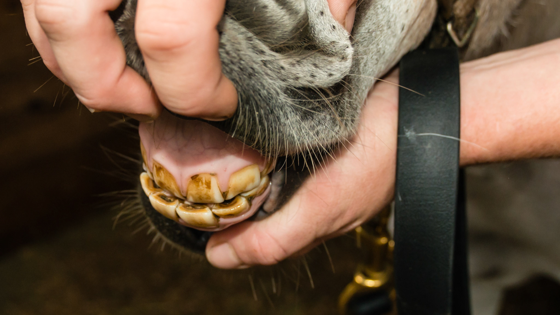 Horse A - Underbite in a mini horse