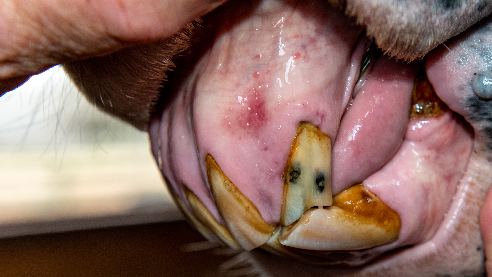 2 necrotic holes on the labial surface of 203 of this 24 year old horse. Also, the gums are starting to recede along with the prominent bull nose shape of the upper incisors indicating the onset of EOTRH.