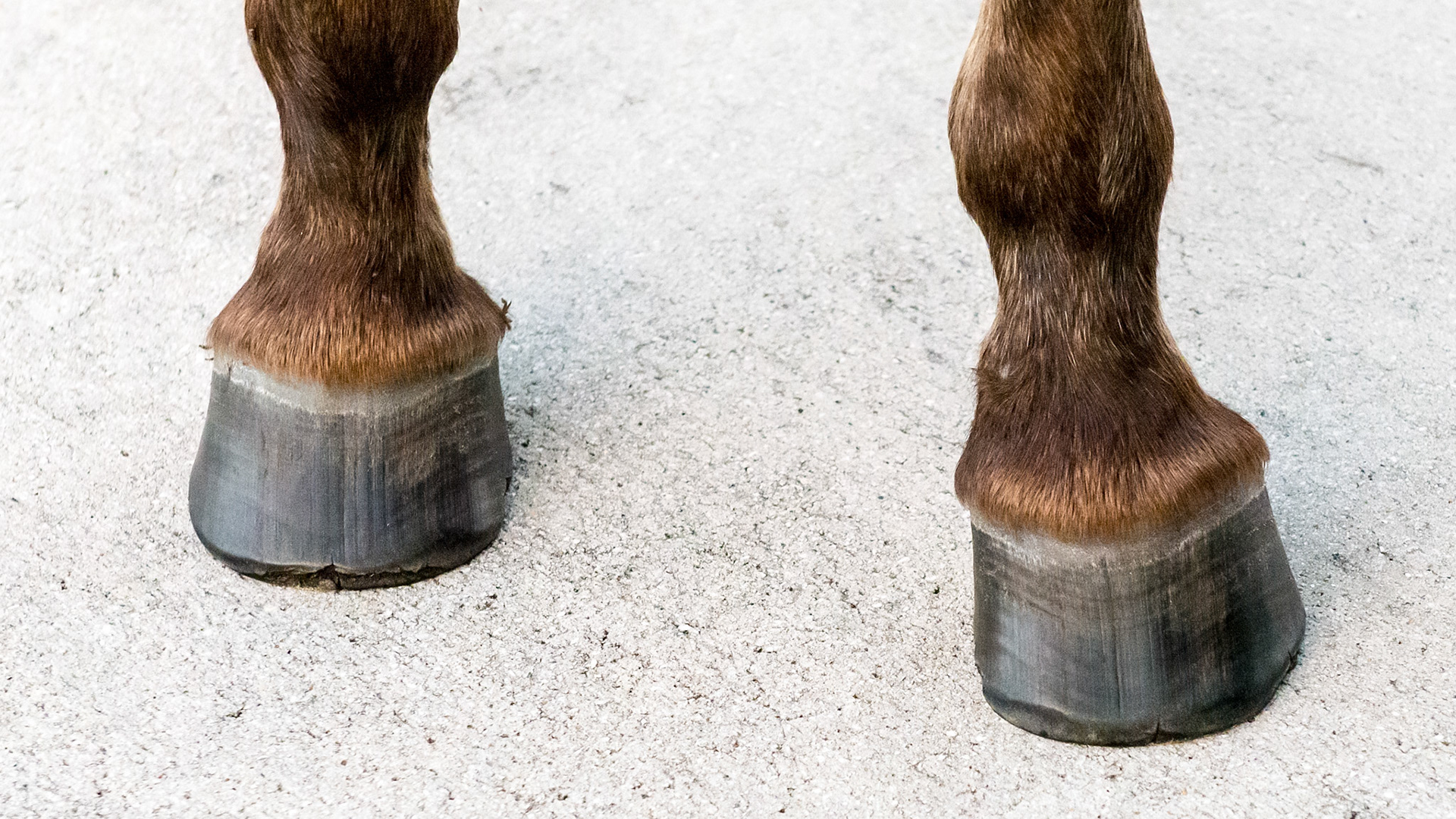 Horse J - The LF hoof of this horse has an asymmetric hoof and an offset pastern entering the hoof.