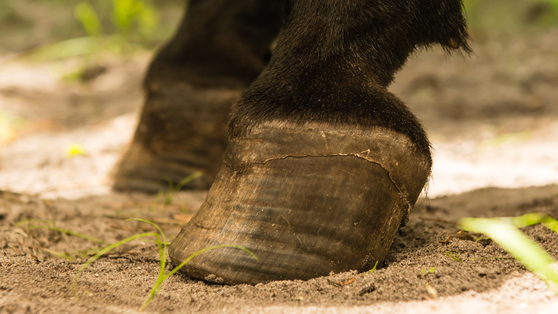 Mini w/ chronic laminitis that started 8 yrs ago - no signs of hoof pain today BSC = 5