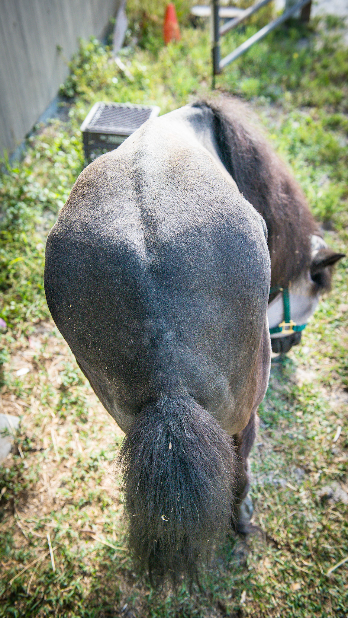 20 year old Shetland pony that 1st foundered 11 years ago. The deformity of the RF is from a deep digital tendon tenotomy (the surgical cutting of the deep digital tendon to relieve the pull on the laminitis coffin bone) that did not help her. Notice the shift of weight to the hind limbs. See the video for her movement. The question of Quality Of Life will occur when viewing these images, but the pony showed no desire to lay down and die.  She had not required any pain relieving drugs for over 10 days at this point. She had free movement about the farm with limited grazing to the weeds around the barn.
