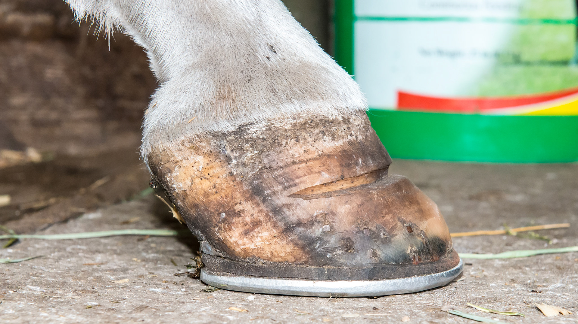 The LF medial side view without the curved tubules but still a long heel.  An X-ray of this view would probably show less rotation than the RF and would give a reason that this hoof did not have the resection done.