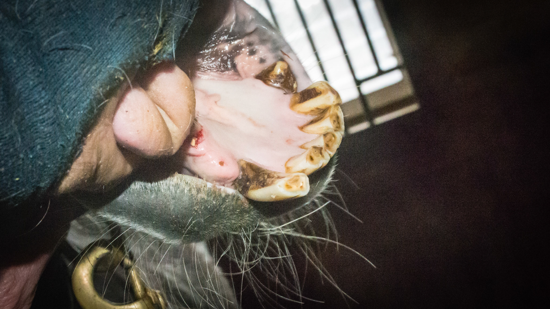 Horse H - Long incisor 102 from unopposed growth - missing 403