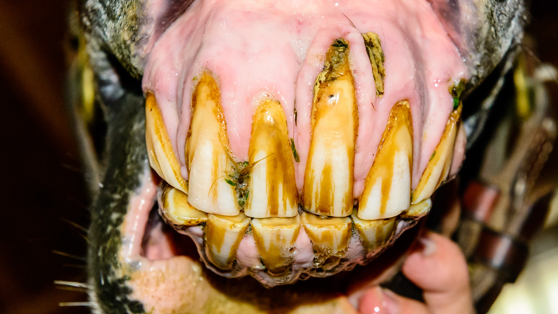 EOTRH horse 21 - Receding gum lines and bulbous profile.