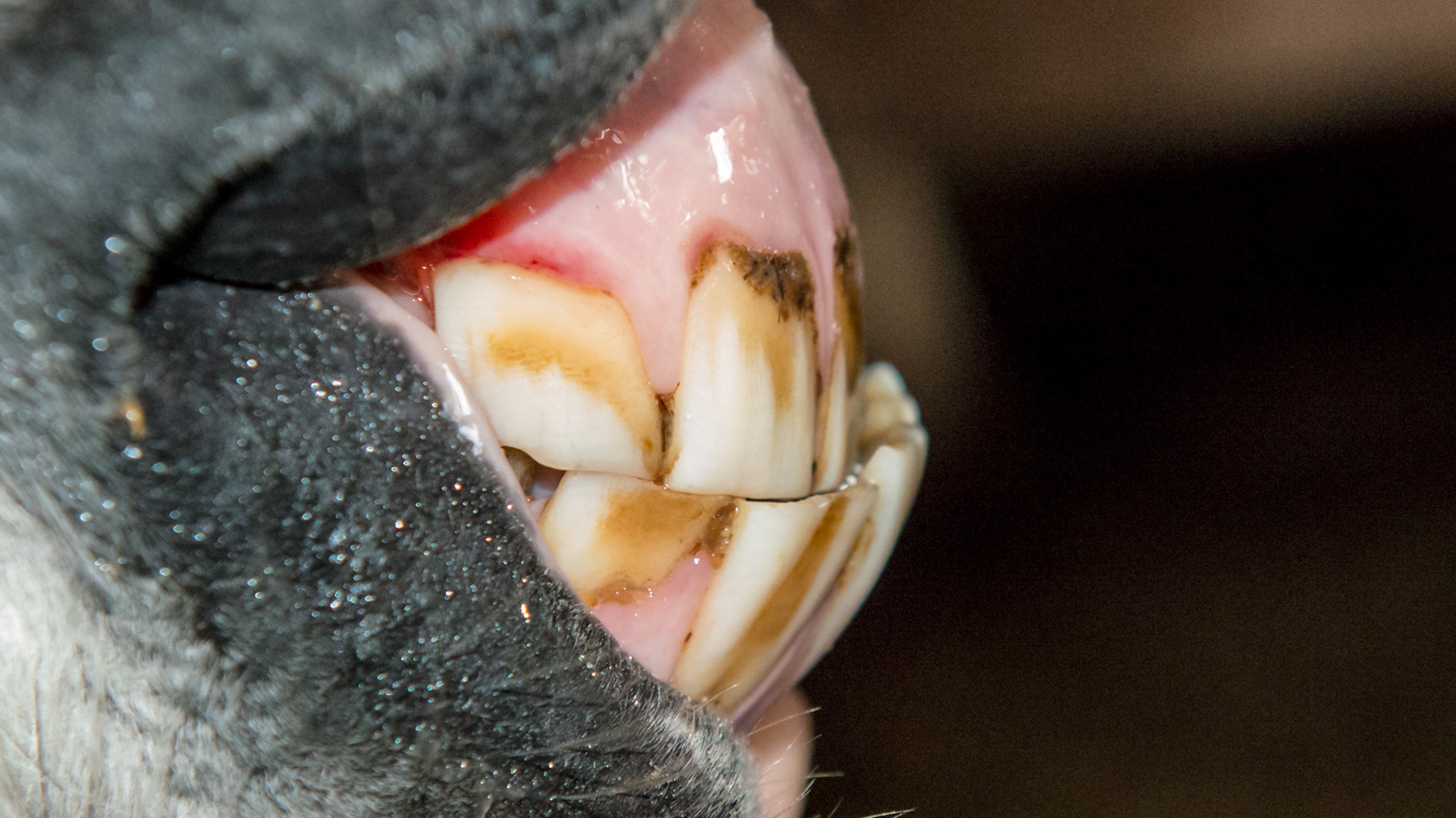 Underbite in a pigmy mini.  See associated hooks on lower 6's