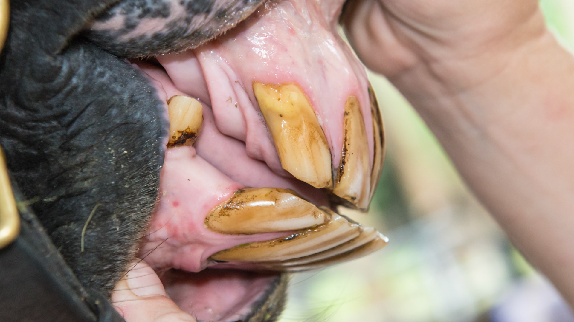 EOTRH horse 14 - 7/29/1986 = 27yr 3mo WB S - Early EOTRH and an underbite but only from the forward displacement of the lower left incisors. Note more receding gums on the lower left tongue side  and upper left lip side than on the right.