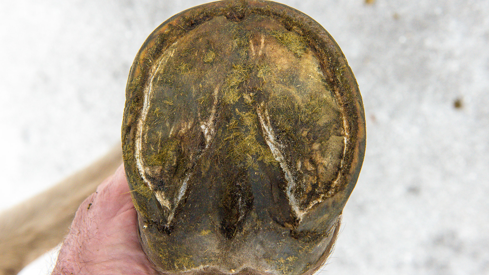 Horse J the day after trimming. While the hoof looks balanced, the lateral heel is still more rostral (forward toward the toe) and has a crushed shape. This indicates that she is landing at the lateral heel first crushing it in (see video). The chipped medial quarter is from the take off phase.