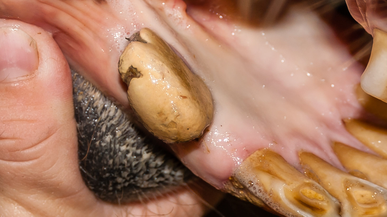 Canine calculus horse 1 - before and after images of a moderate amount of canine calculus.