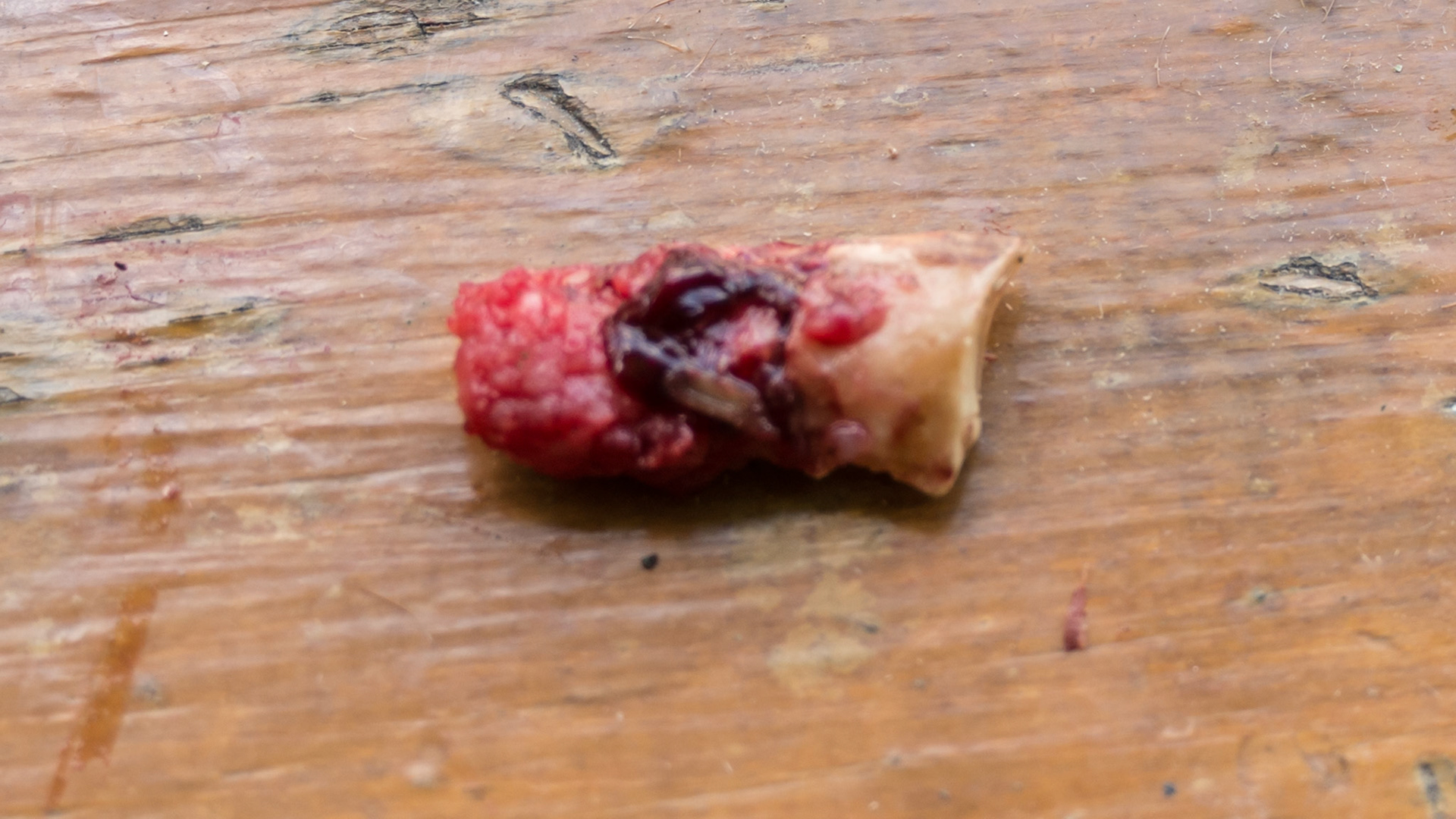 Cheek teeth fracture horse 3 -Buccal fracture piece of 307 - deep in socket. Tip broke off during extraction (look closely for the break line at the gum line). This horse needed no medication and stood perfectly for the extraction.