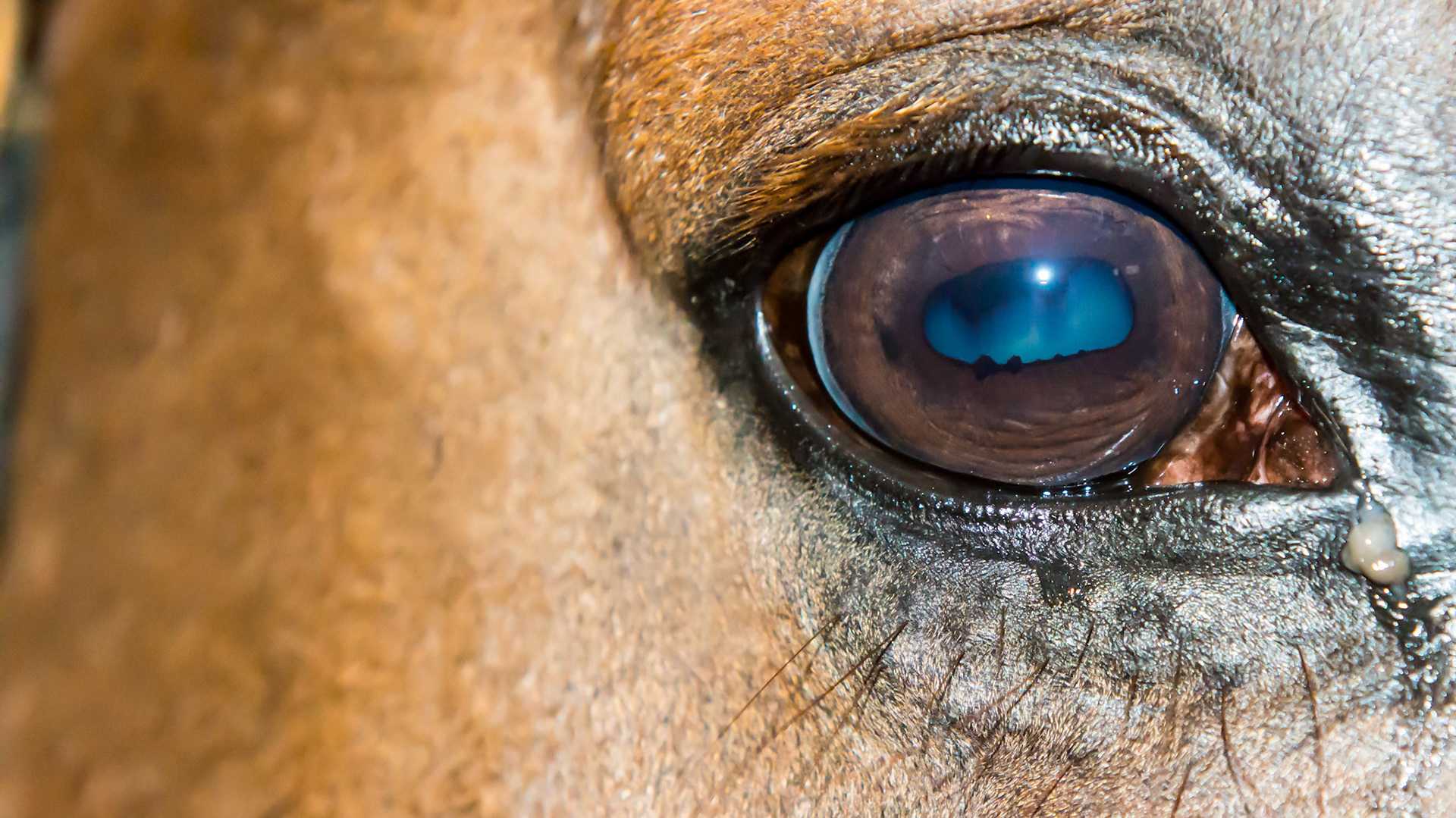 Horse A - The right eye with no visual cataract, but they would be evident using an ophthalmoscope.