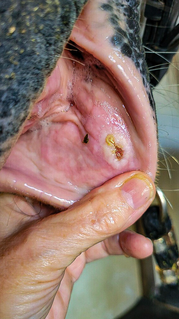 From someone - uncertain of case but the lip lesion is good.