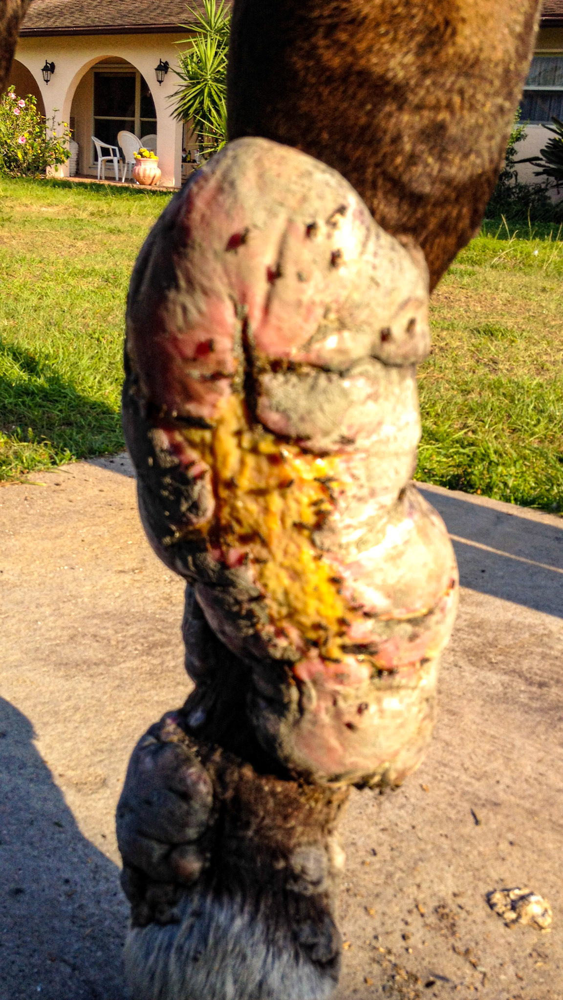 This severe leg neoplasia was self treated and also advised upon by several vets.  When I saw it I referred this to a pathologist vet who performed a biopsy confirming a locally invasive growth or neoplasia.  With no known treatment the owner elected to euthanize. I do not have the exact name of this neoplasia but it was not common.