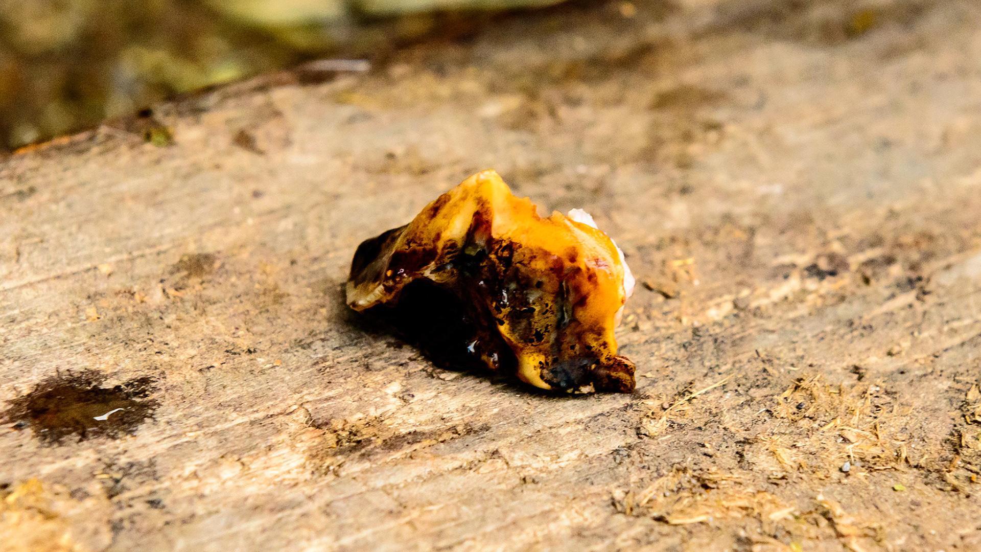 Cheek teeth fracture horse 9 -Fractured saggital 106