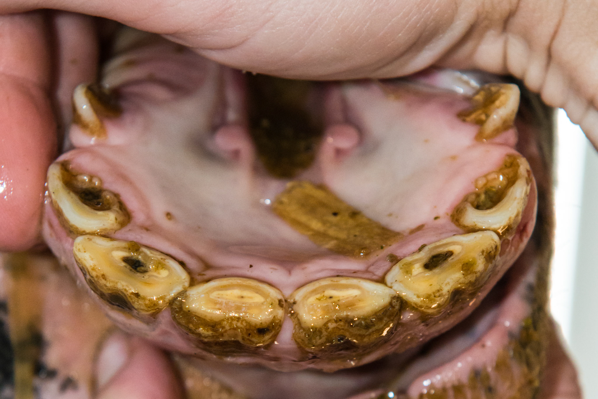 6yr old  Damaged and stained surfaces of all incisors.  Unknown history.