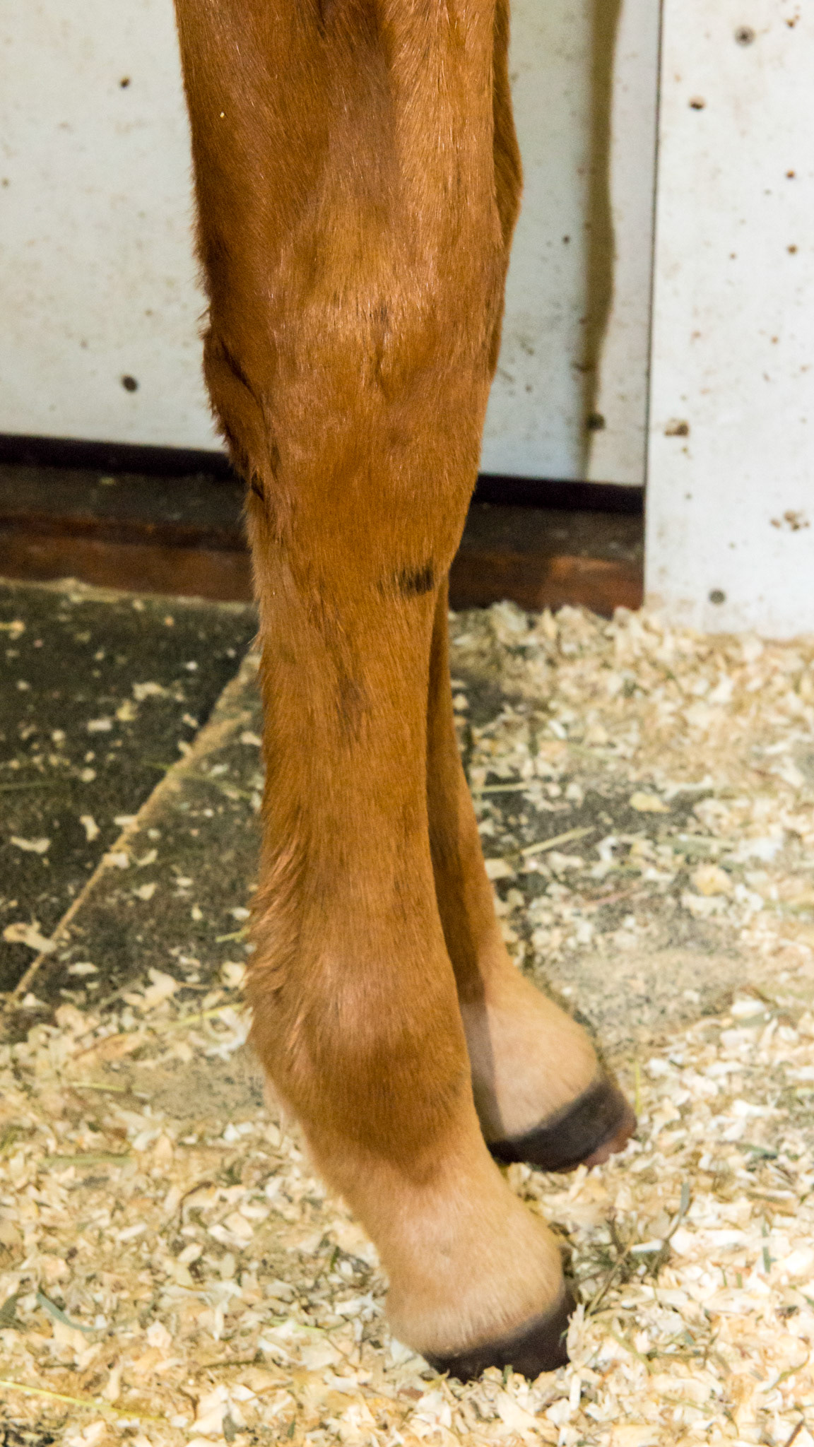 Early contracted tendons in a foal. The pasterns are upright and knees slightly popping forward. This is an indication of over nutrition and rapid growth of the long bones of the leg - and incorrectly called contracted tendons.