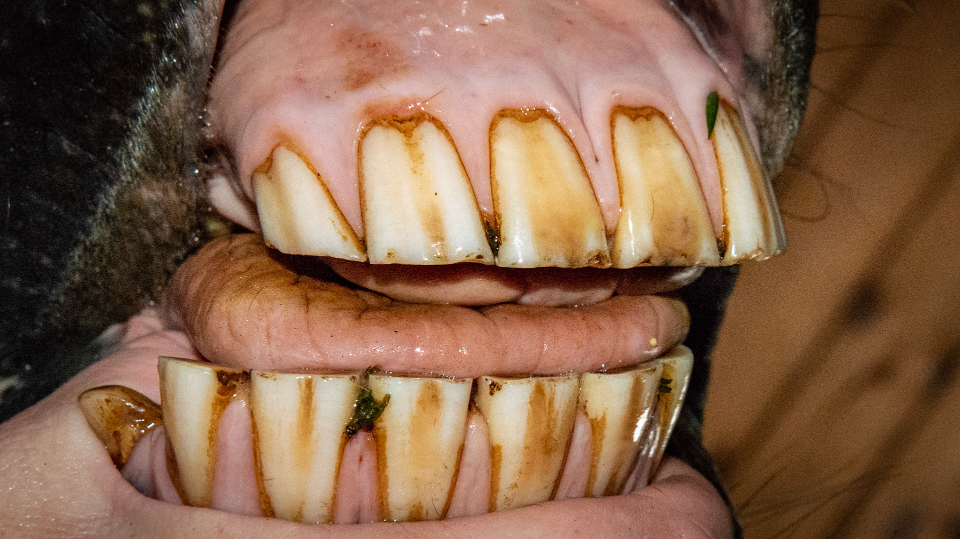 The rostral palate is lower than the occlusal surface and is an incidental finding in this normal horse mouth.