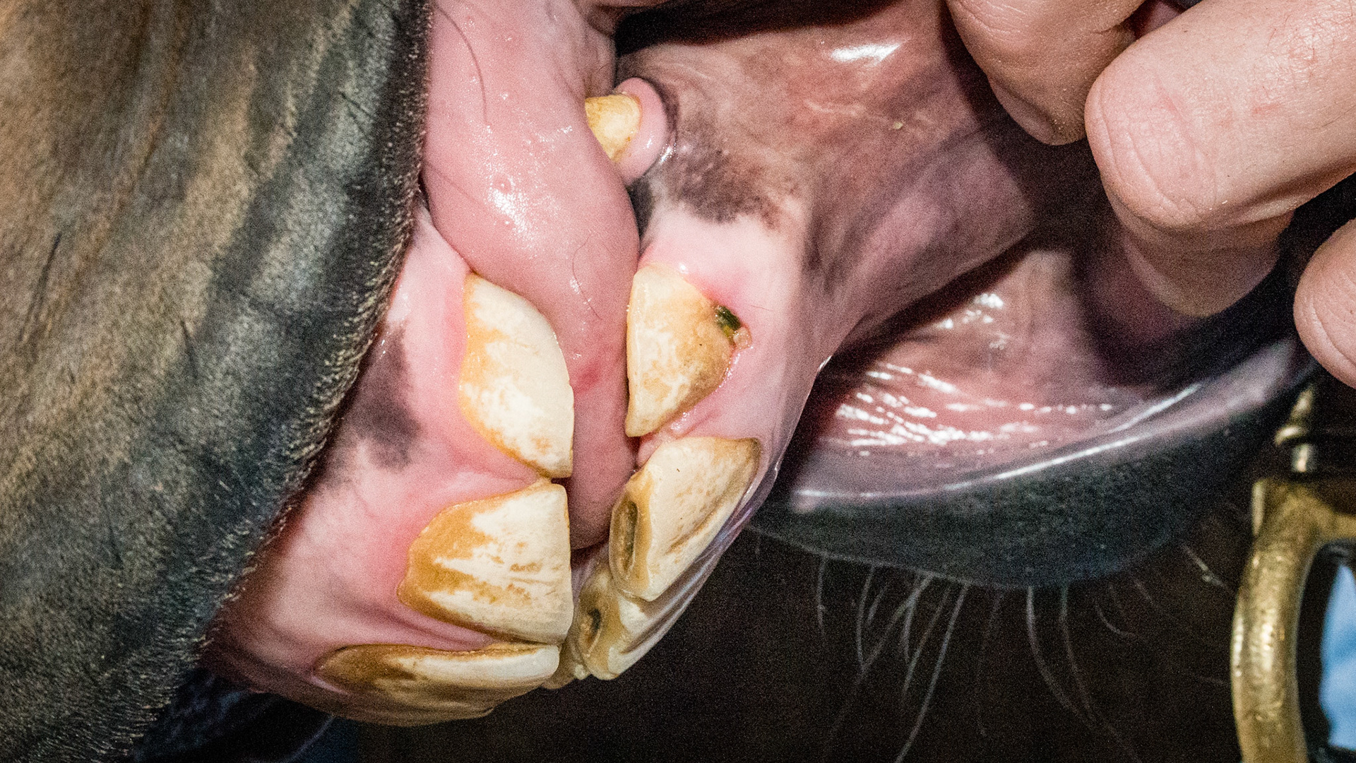 Incisor cap remnant horse 3