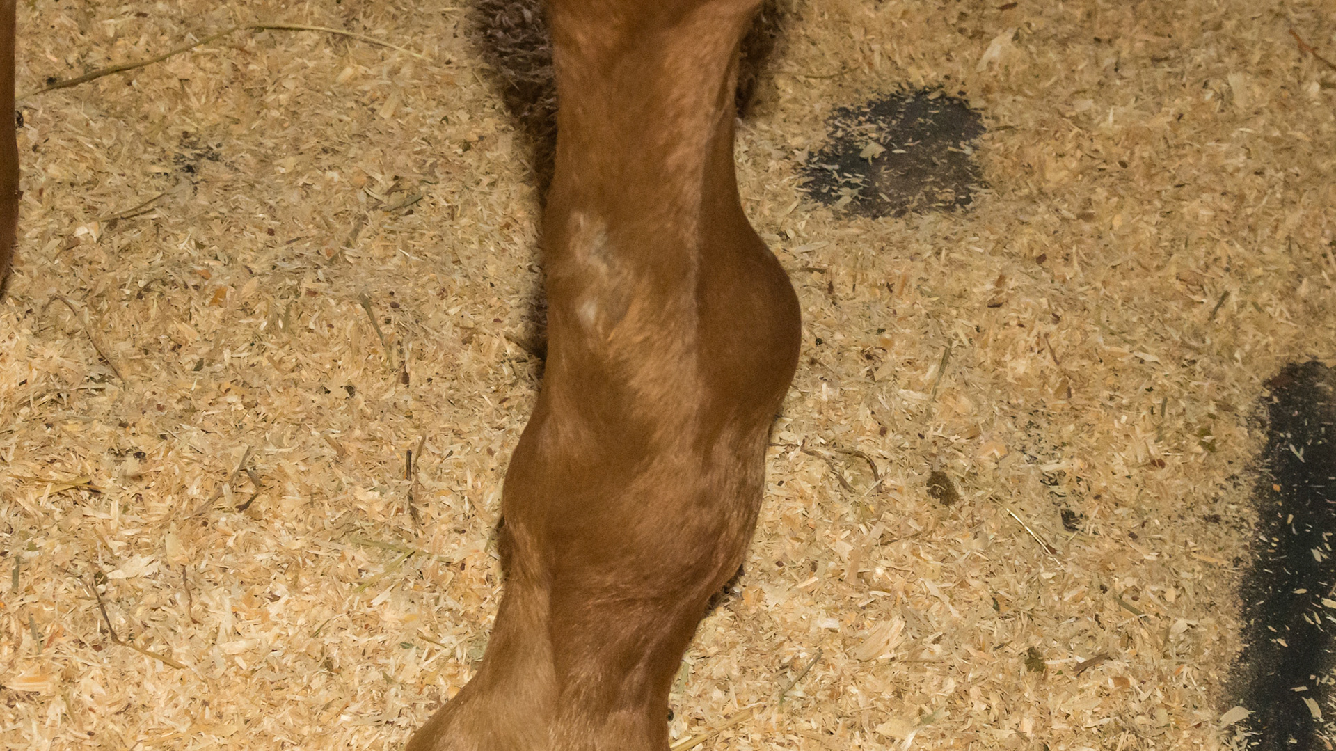 Fluid filled lateral fetlock: This is most likely a tendon sheath filling because the fluid is along the tendons, is caudal to the fetlock and is a firm fluid that can not be moved with finger pressure.