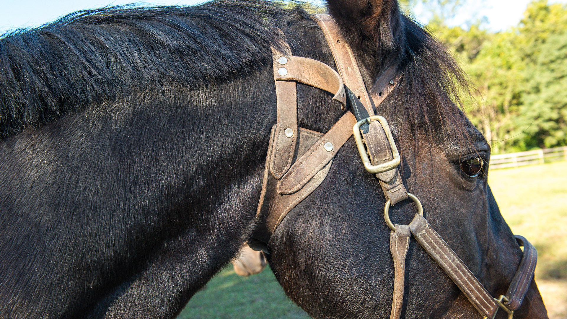 A cribbing strap in place effectively stops cribbing in this 28 year old warmblood.