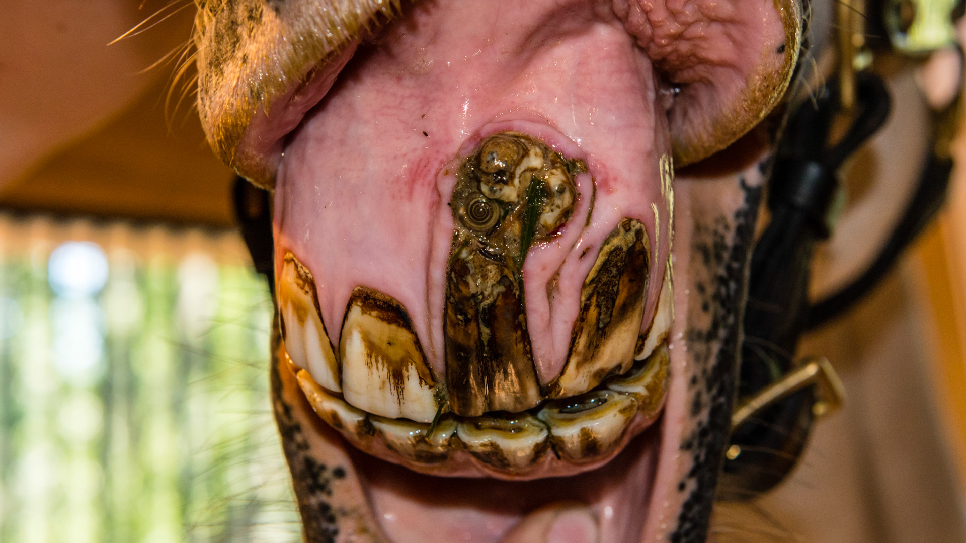 Incisor tumor - This is 6 months after the 1st images. Still non-painful. Owner brushes the tooth daily with toothpaste.