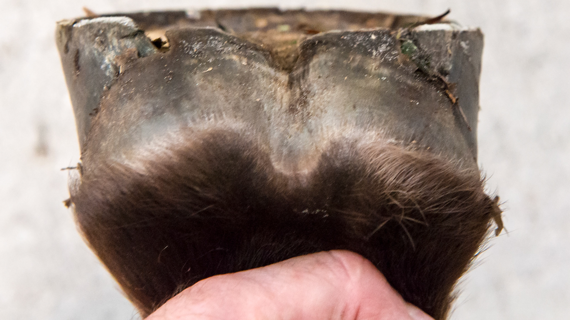 Horse J - the RF hoof also showing a sheared hoof with a vertical medial wall and a laterally splayed lateral wall.  These are not as obvious when viewing from the front because the LF is more deviated.
