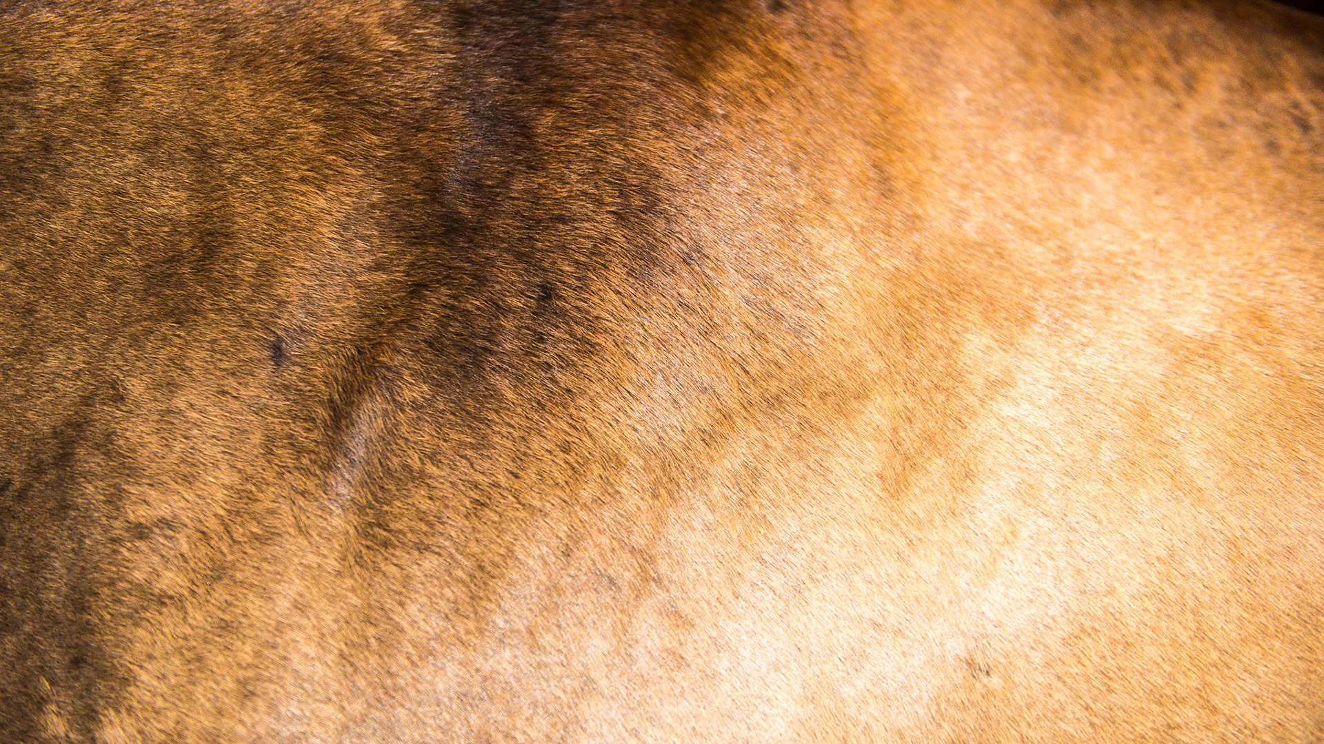 Grulla (Grullo) color has individual hair shafts that share the colors that make up the coat unlike a roans that have a mix of individually colored hair shafts.