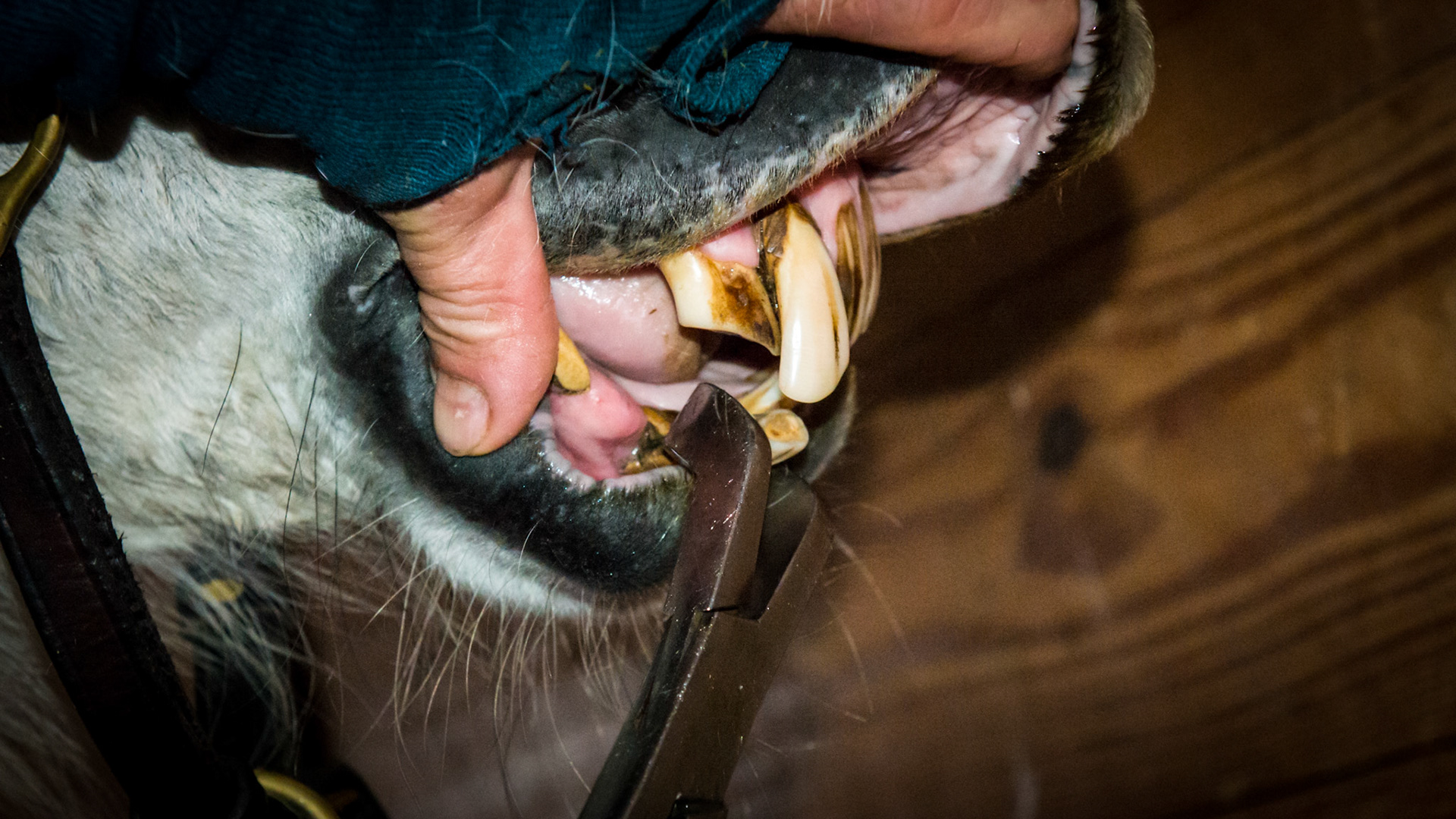 Incisor extraction horse - Lower cap forceps allow for rotating and distraction of 402.