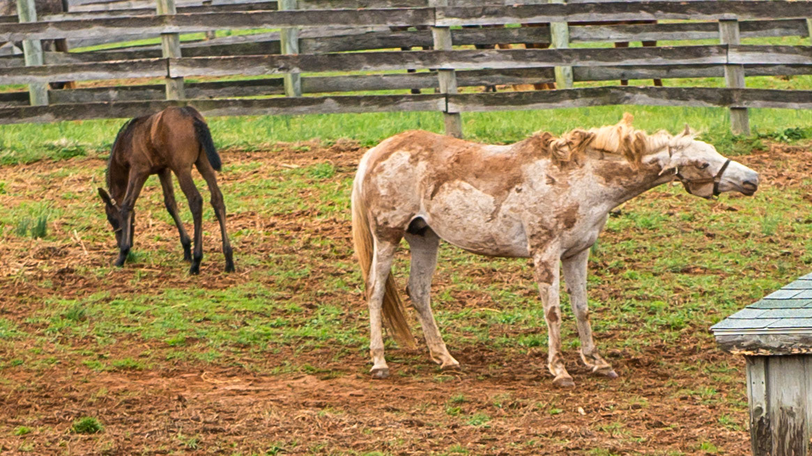 Foals in a Maryland field on a wet April day.