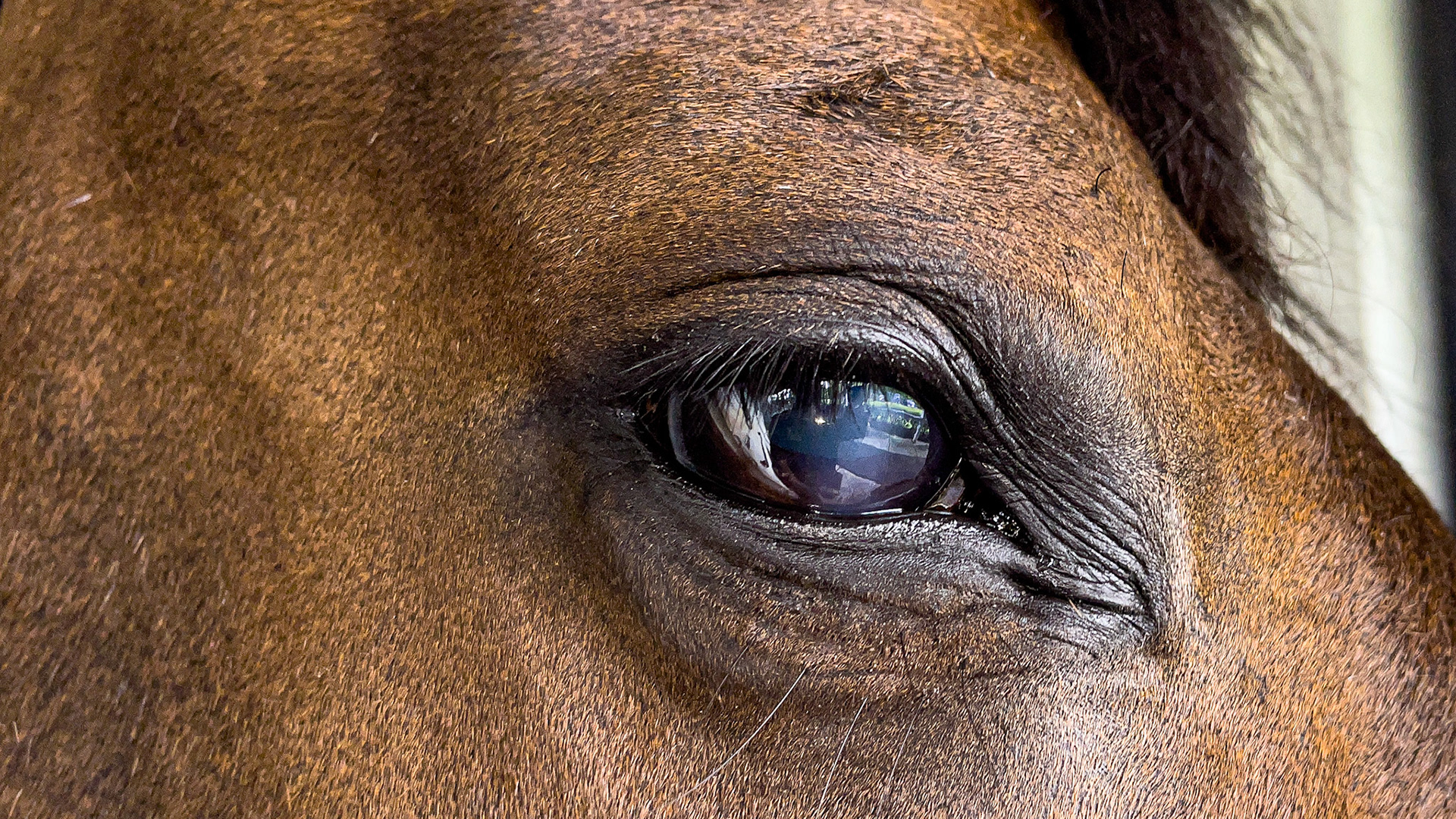 No vision in the right eye. Unknown cause.