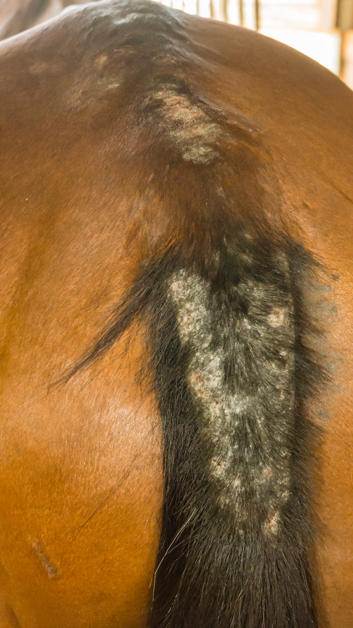 Horse B - culicoides (biting midges) sensitivity on the rump and tail.