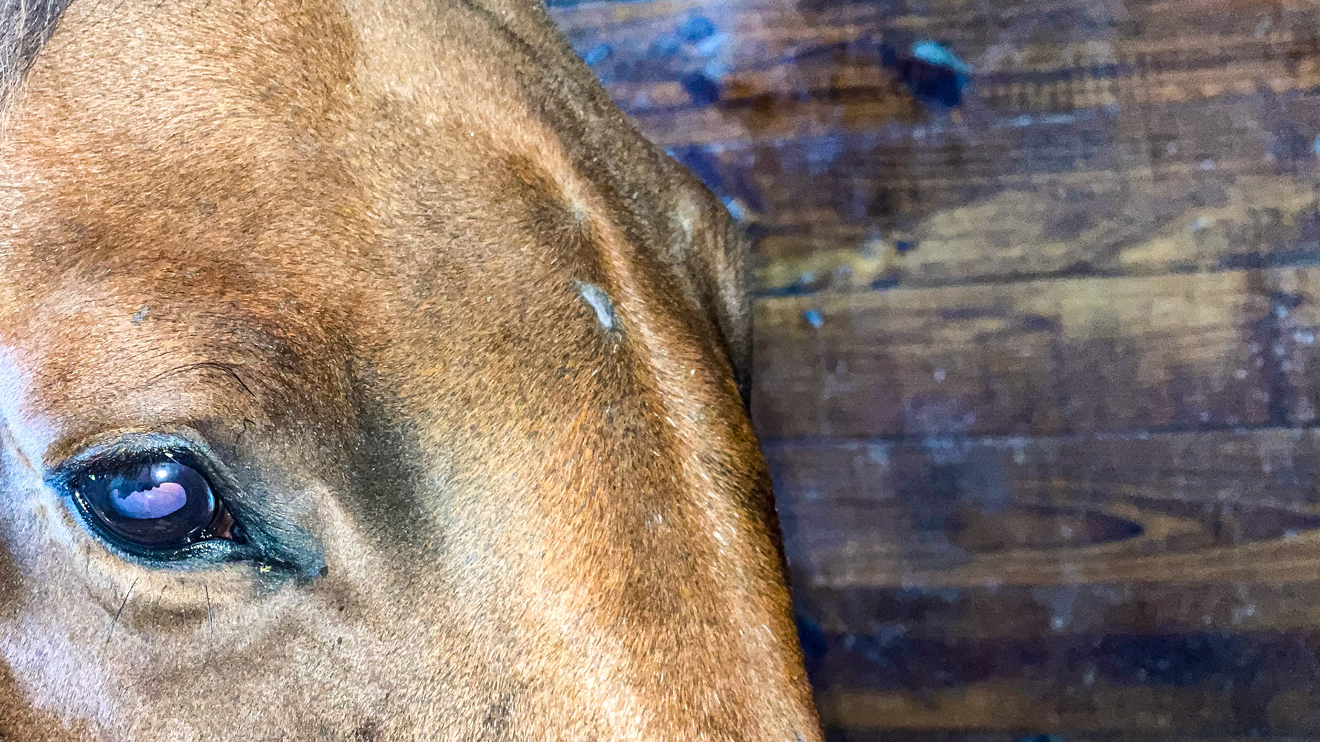 A cataract is visible without the aid of an instrument.