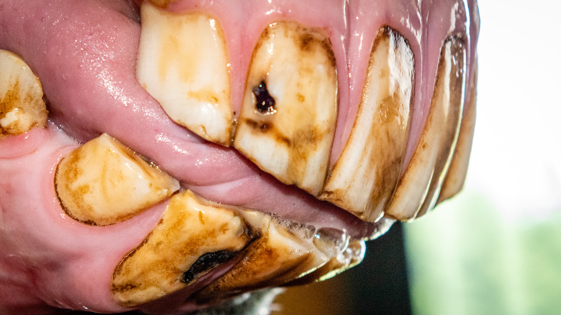 A non-shed deciduous 103 (cap remnant) in a PRE gelding of unknown age. Note the necrosis of 102 (black spot).