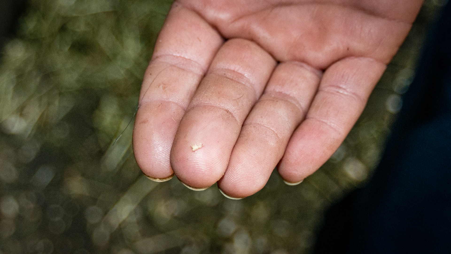 Incisor cap remnant horse 2