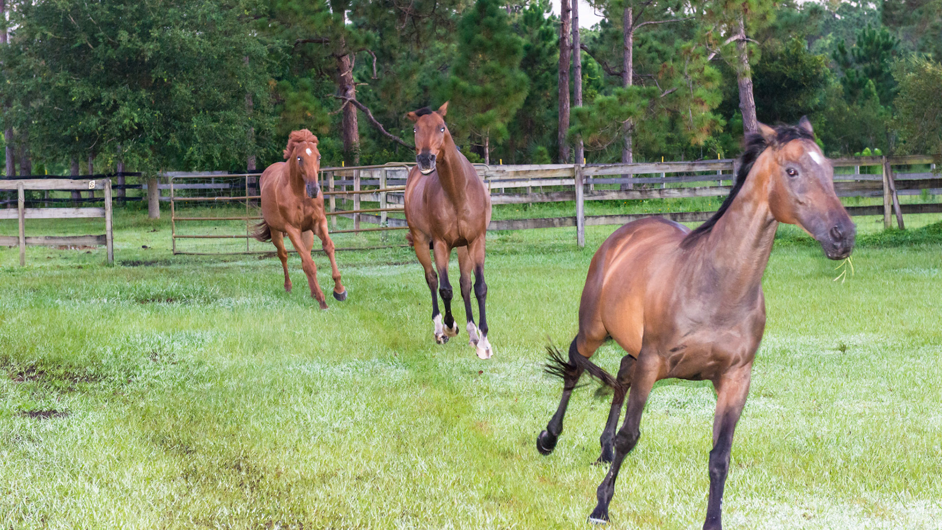 Which horse is the leader? This image clearly shows the different personalities of these horses and the clear hirearchy of this herd.