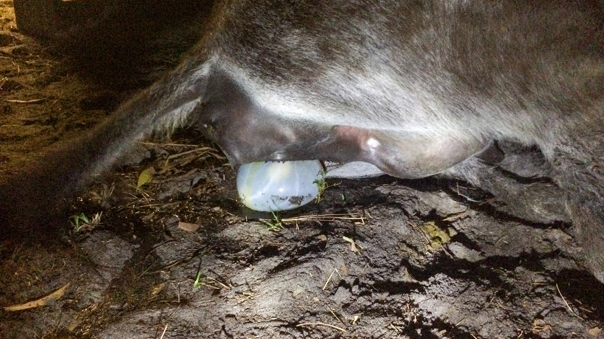 7/29 - Donkey birth - same as last image.