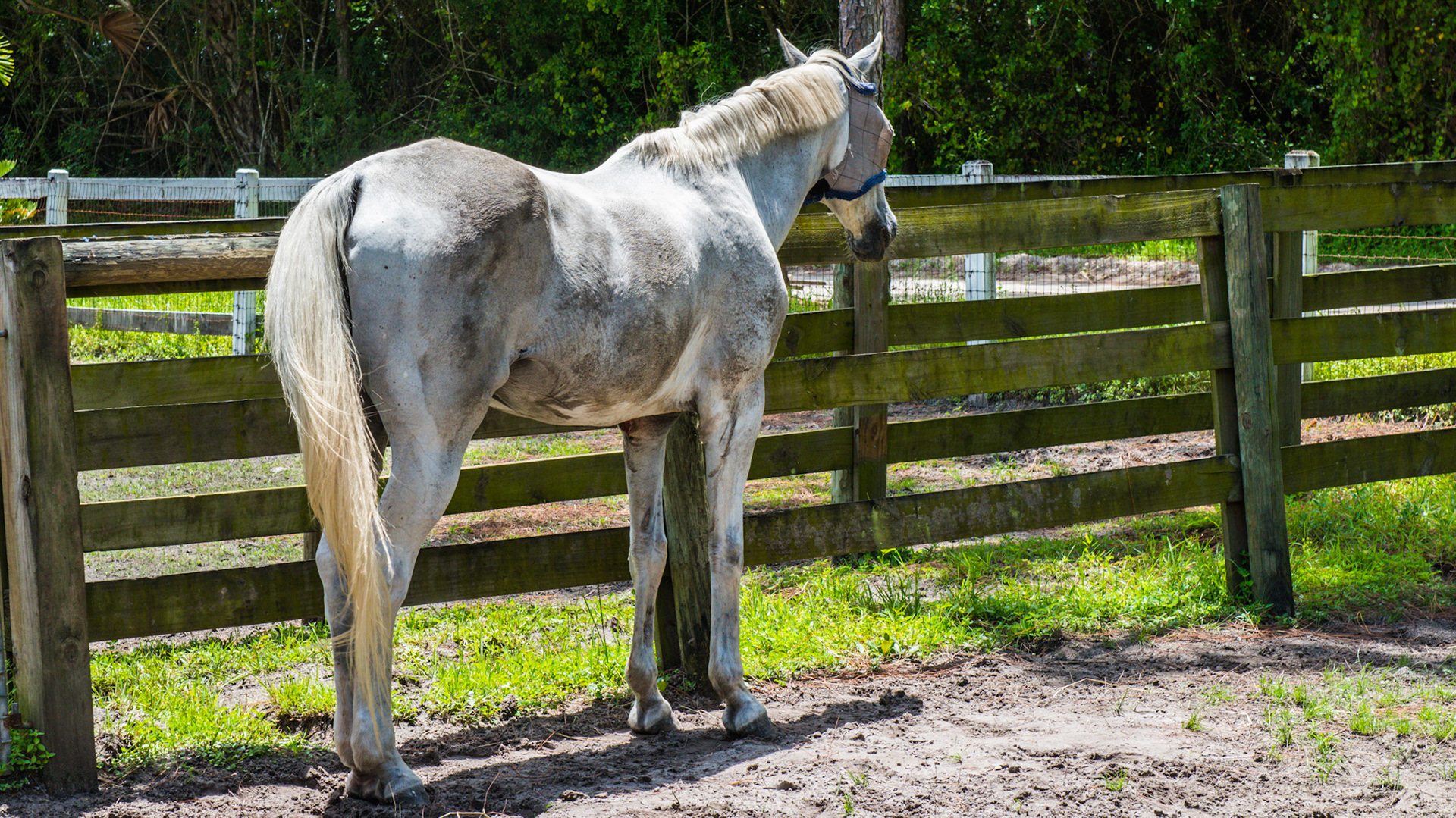 A dirty horse - always seen easily on a gray horse