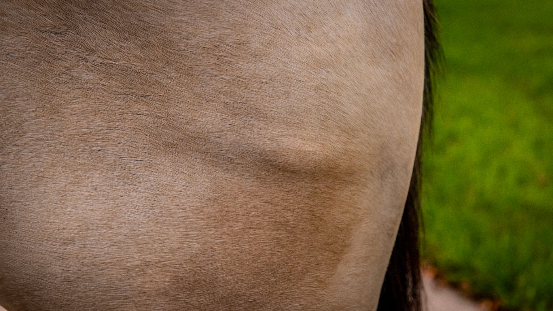 The facia is the layer of tissue that holds the muscle into its shape like a tight pillow case on a pillow.  When torn, the underlying muscle can bulge through the torn area (herniates) as seen in these images. The tear is most likely caused from trauma such as a kick from another horse.