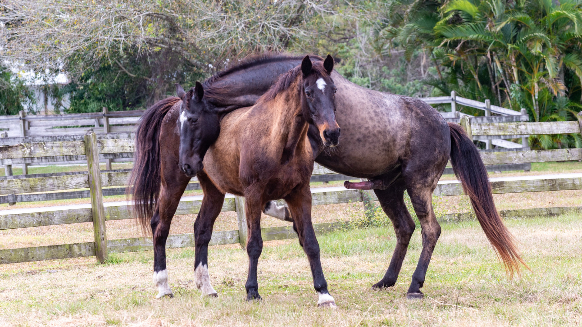 1/25 - This 24 yr old gelding showing stallion behavior towards a 24 yr old mare in full heat. Mounting on the side.Note the curved neck as he hugs her to maintain his balance for another attempt in mounting.