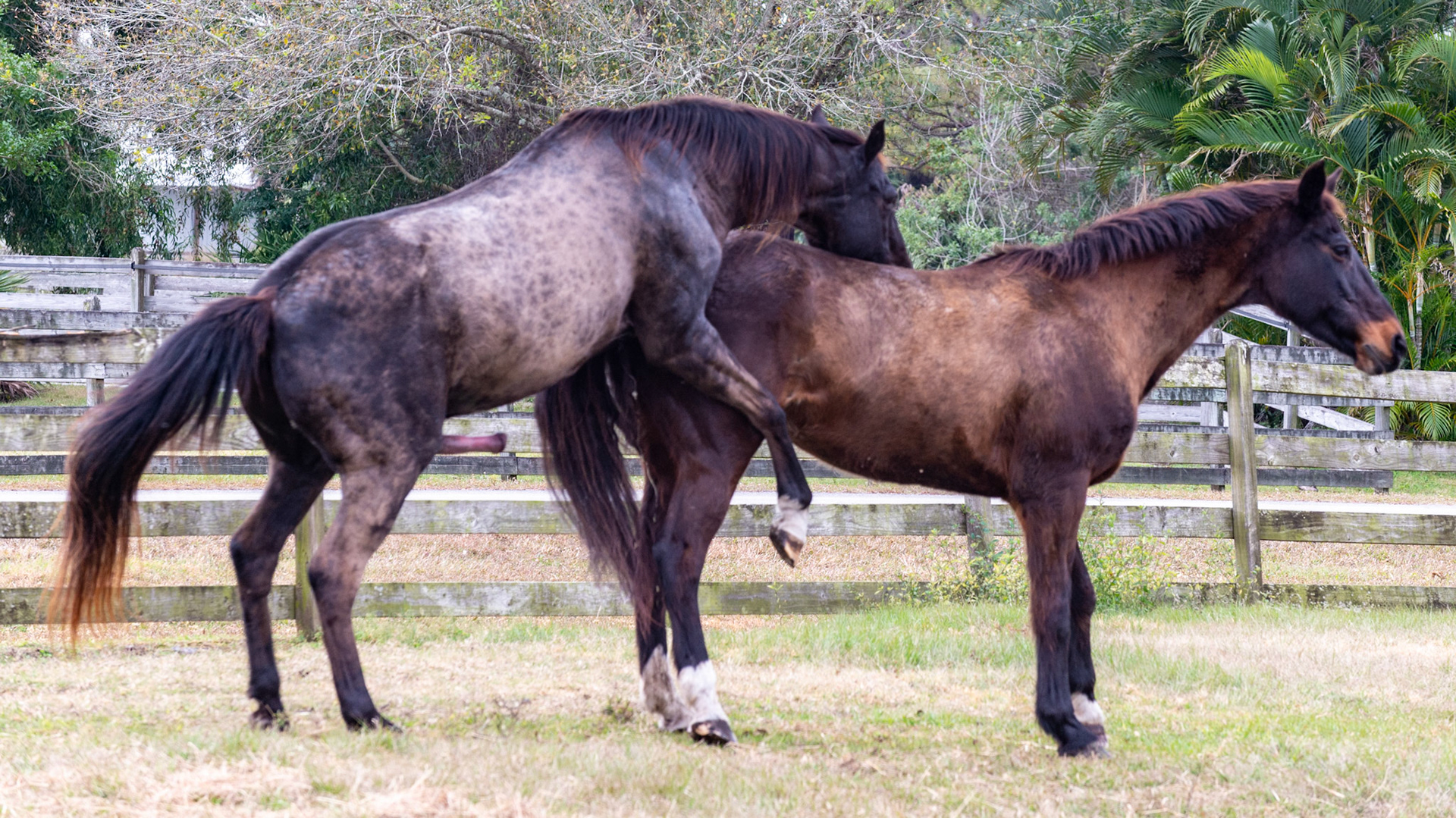 6/25 - Here he uses his neck to balance as he will now swing his forelimbs forward and walk towards her.  Note her position of leaning backwards to aid the process. This is normal in a mare in full heat.