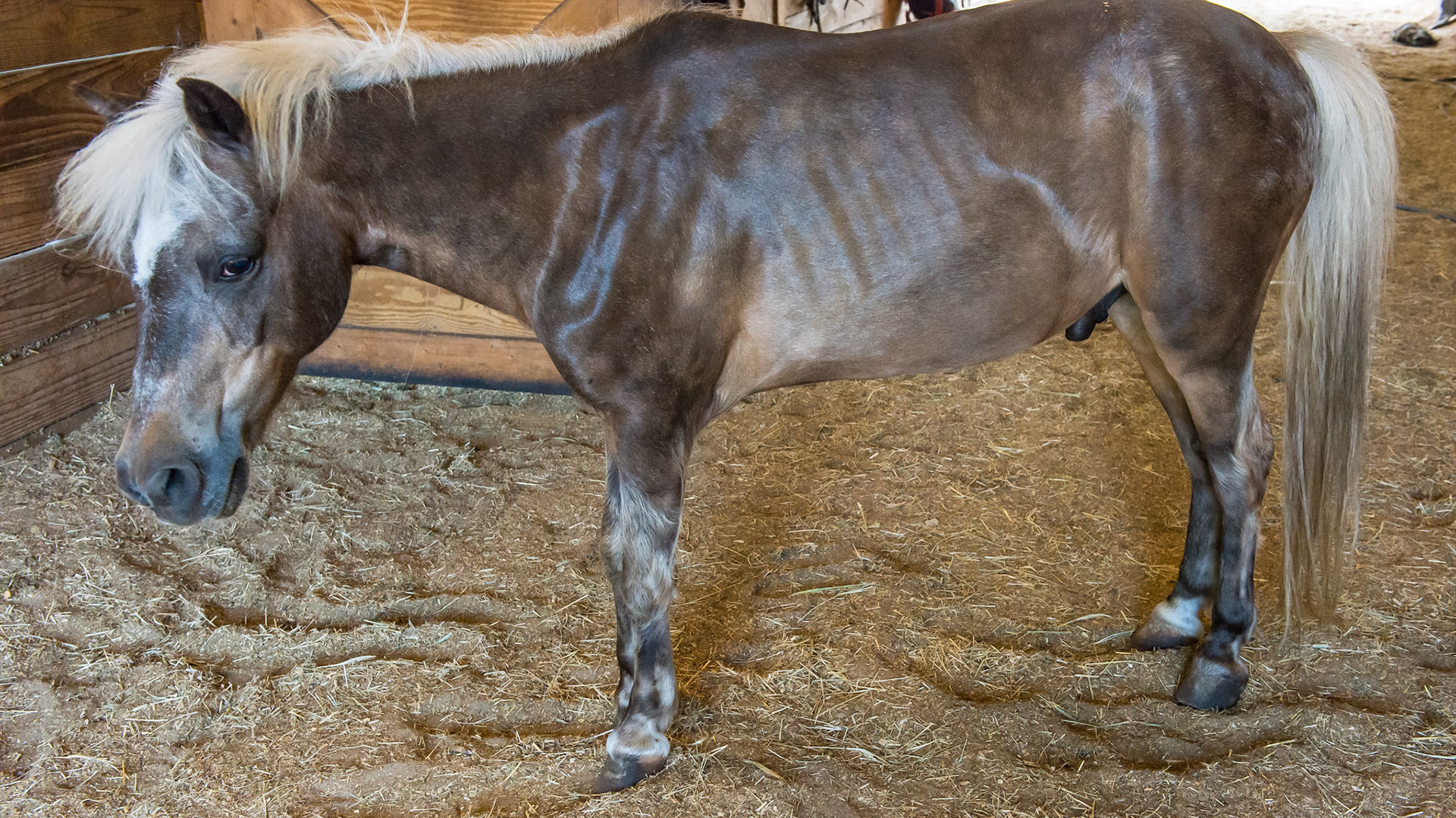 The typical posture of a horse with chronic laminitis.  Notice the shifting of the weight backwards to load the hind limbs and that the hind-limbs are placed forward to carry the weight.  The neck is commonly lowered I think because the horse is exhausted trying to hold the head up to shift the weight backwards.  The BCS of this pony is good for a foundered pony too.  He is allowed free movement about the farm and prefers the soft shavings where you see him standing in this picture.