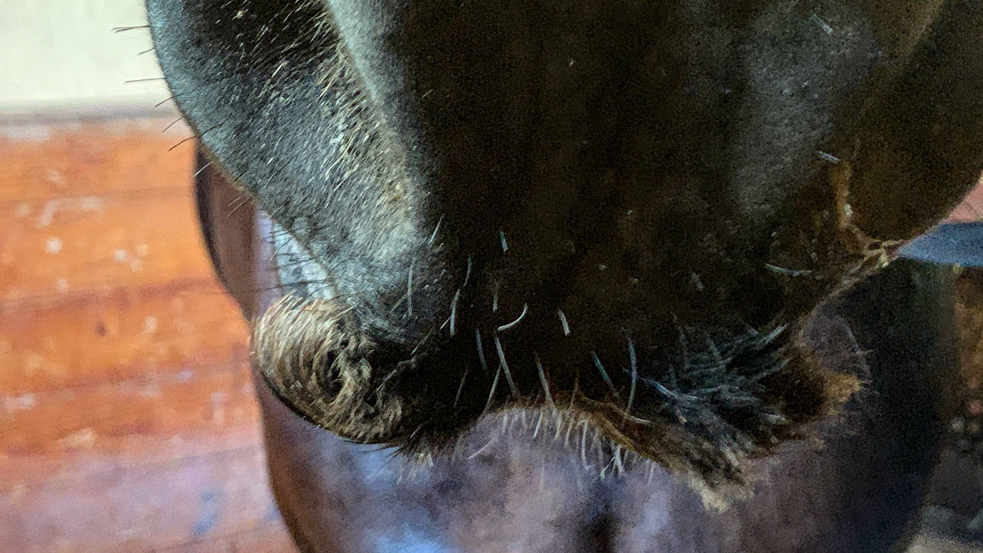 A mustache on the muzzle of a horse.