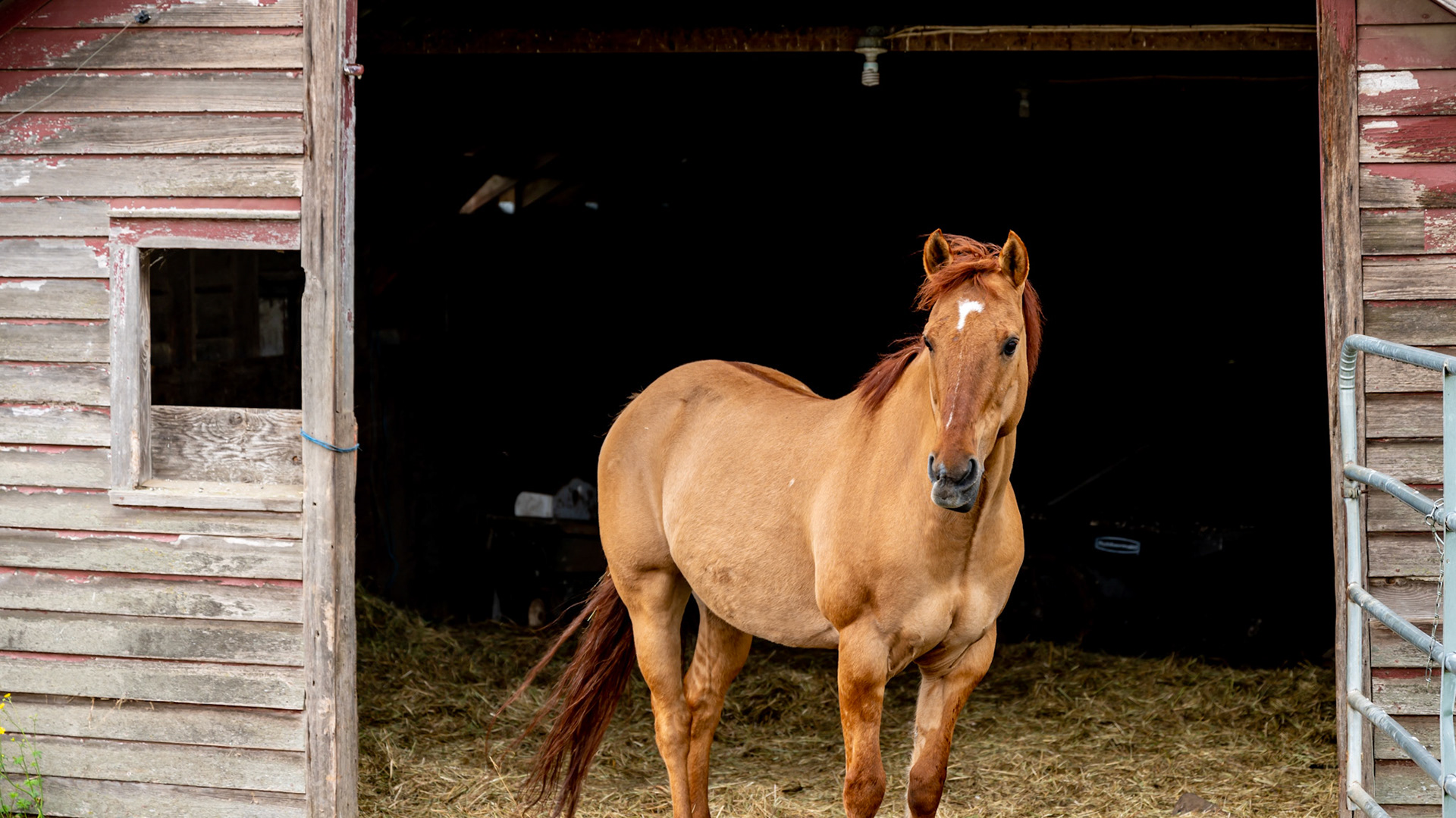 Red dun - note the dorsal stripe.