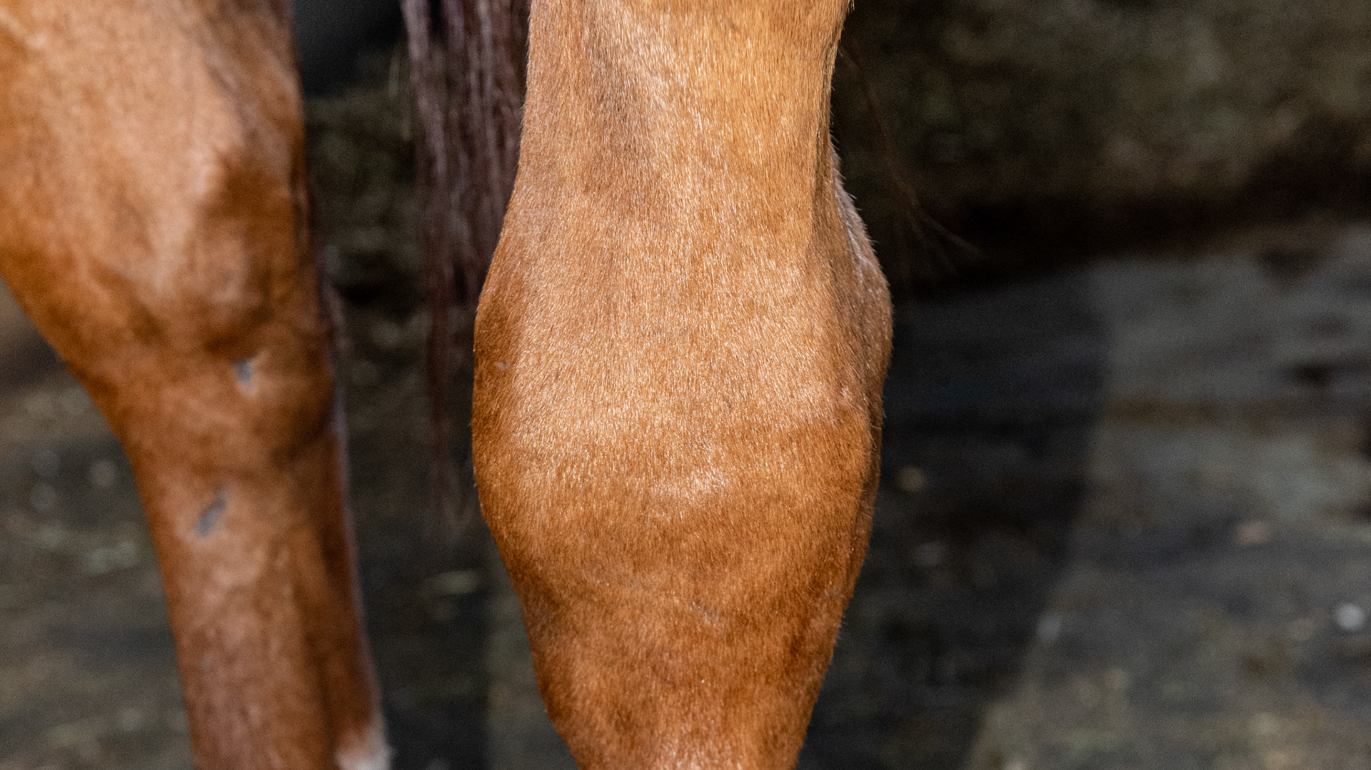 Bog spavin is the enlargement of the tarsometatarsal joint as seen in this large fluid filled swelling on the inside of this hock.  Also, there is a solid enlargement seen below the bog which is called a bone spavin caused by laying down of bone material on the joint, ankylosing it (fusing the joint naturally or surgically), freezing its movement and eliminating the pain.