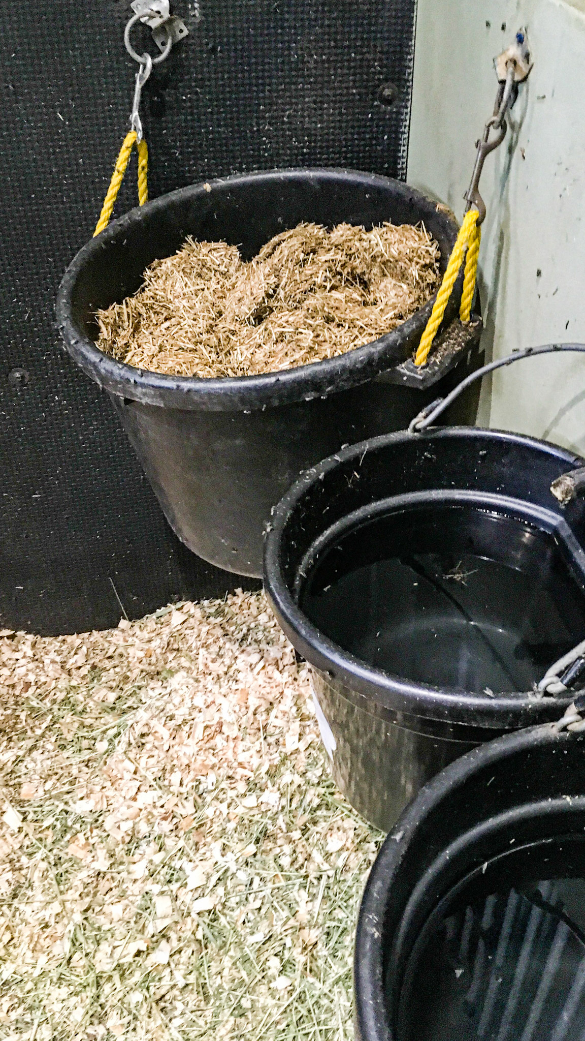 Chopped hay fed in a hung muck bucket.  This chopped product is called Dengi and some varieties have molasses added.