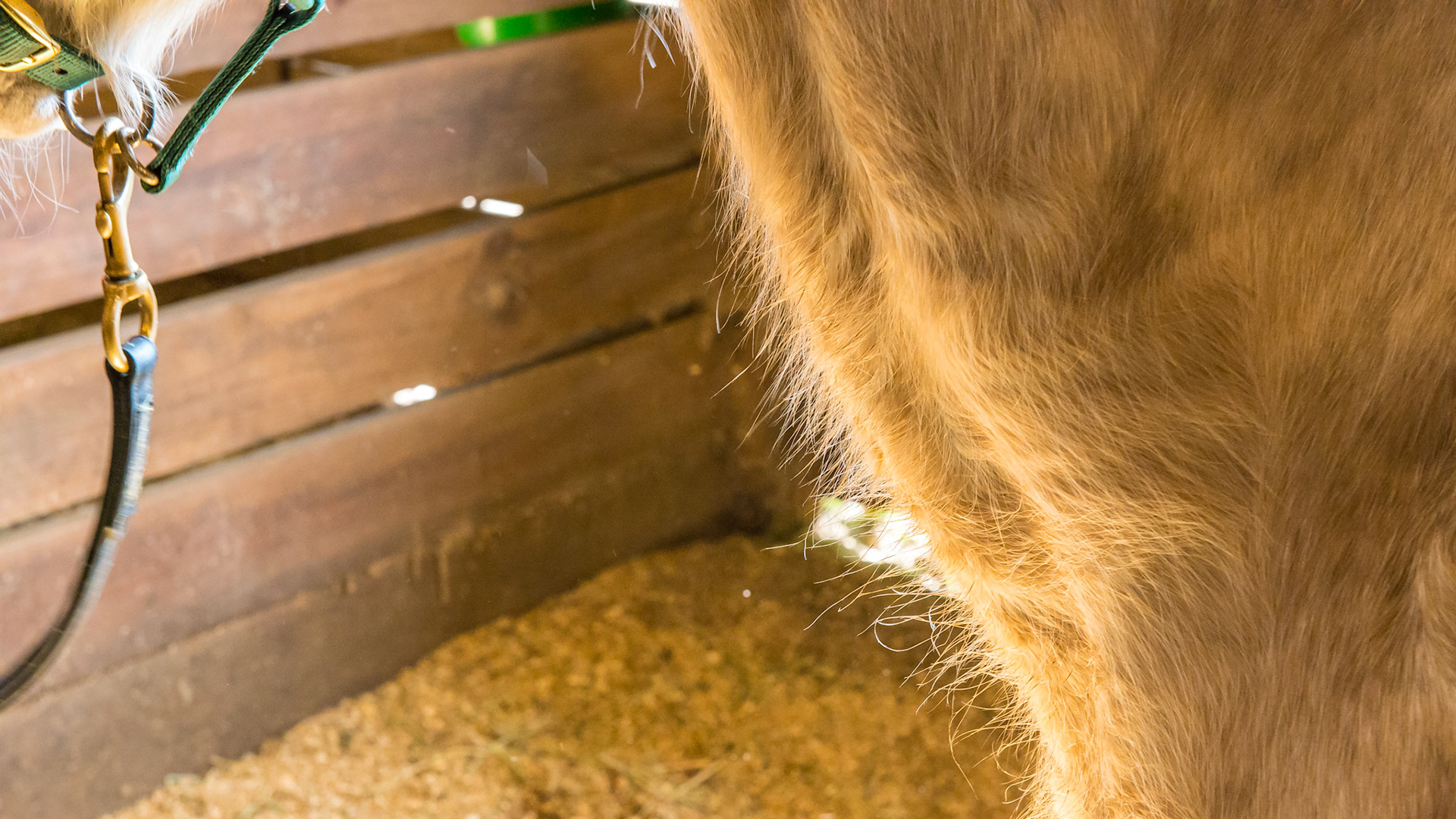 "Worm Hairs" are the long hairs along the base of the neck that can't be pulled out.  In most horses, pulling them actually is painful. Deworming once a week for 3 weeks usually causes these long hairs to disappear.