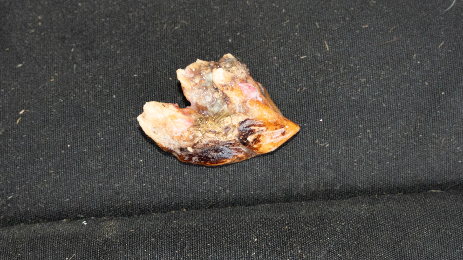 End stage, necrotic #206 in a 23 year old horse.