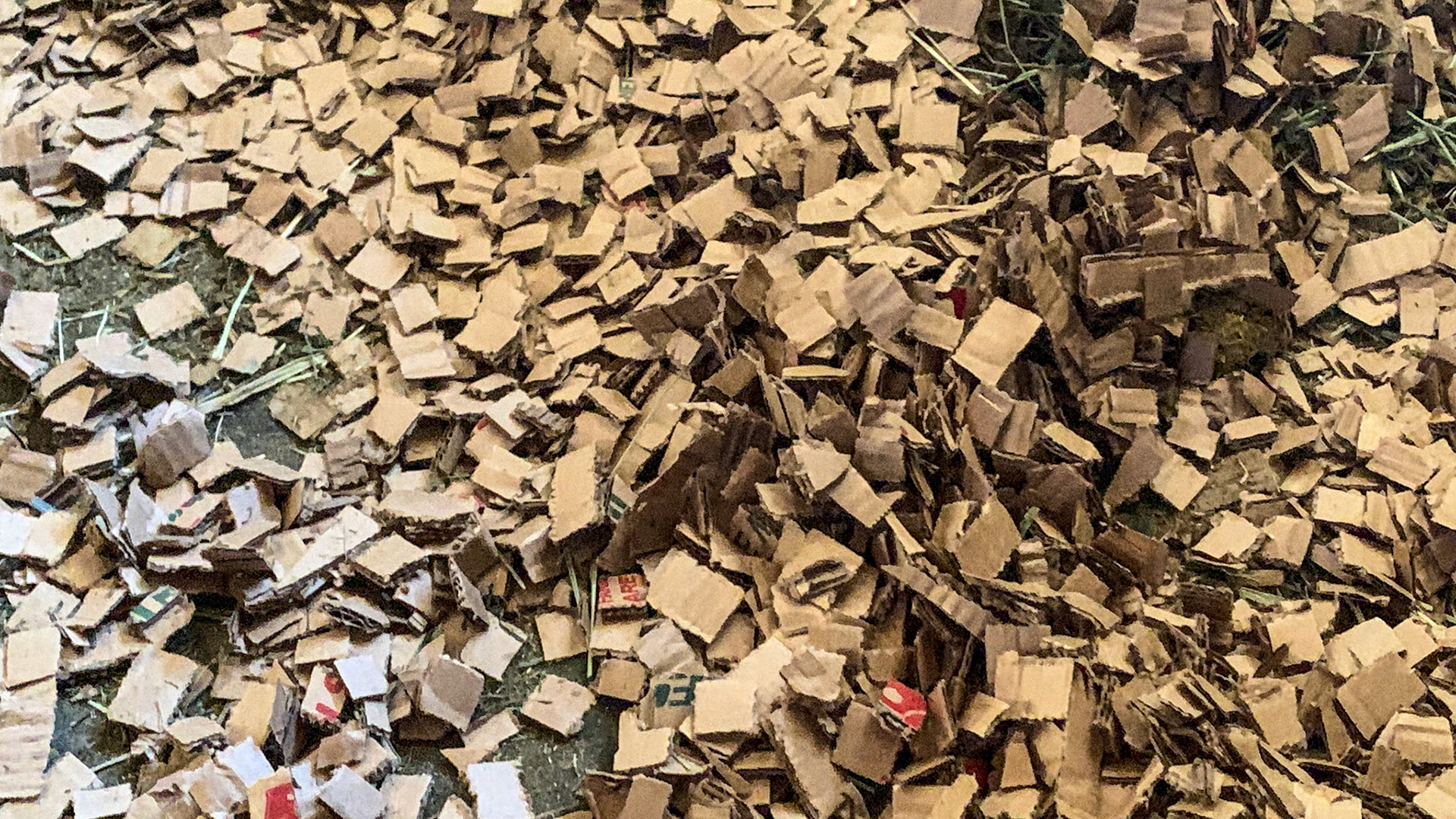 Cardboard chips used as dust free bedding.