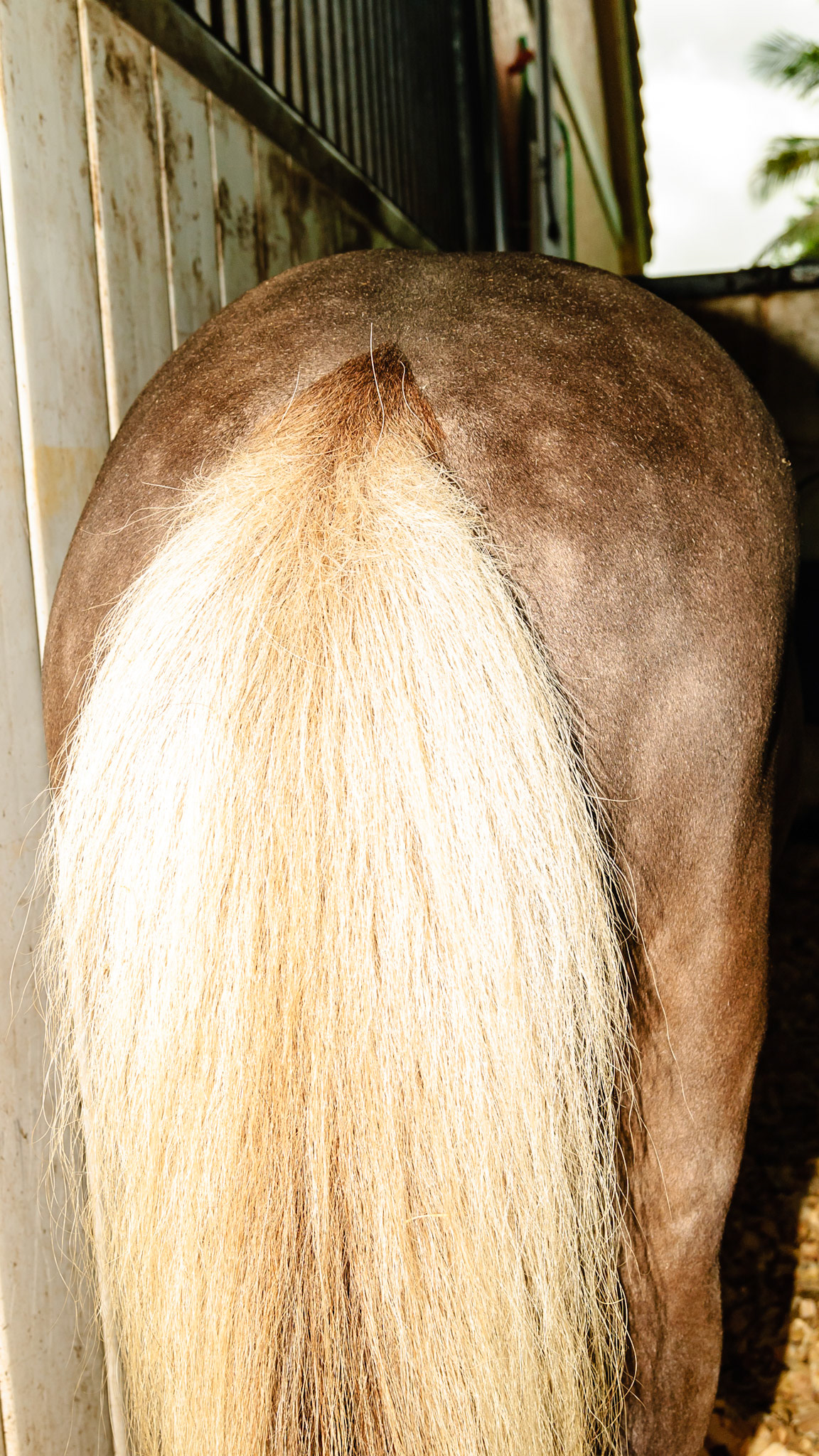 Horse A - BCS 5 - Moderate ~ The spine and ribs cannot be seen but can easily be felt with a light touch.  The withers, shoulders, and neck are smooth and rounded.  Fat can be felt at the tail head.